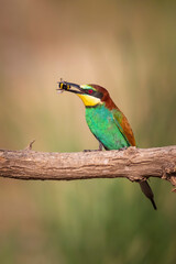 Colorful bird and its hunt. Yellow green nature background. Bird: European Bee eater. Merops apiaster. 