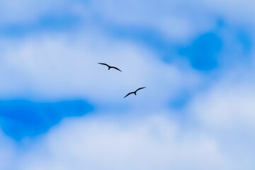 birds in flight