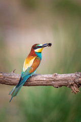Colorful bird and its hunt. Yellow green nature background. Bird: European Bee eater. Merops apiaster. 