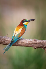 Colorful bird and its hunt. Yellow green nature background. Bird: European Bee eater. Merops apiaster. 