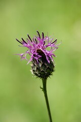 bee on thistle