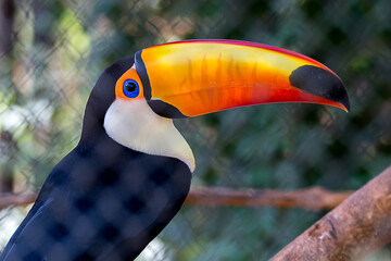 Colorful toucan with large beak in selective focus and blurred background