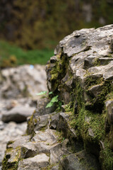 Fototapeta na wymiar moss on the rocks