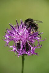 bee on a flower