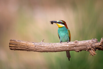 Colorful bird and its hunt. Yellow green nature background. Bird: European Bee eater. Merops apiaster. 