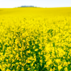 Obraz premium Rapeseed plants with full yellow blooms