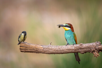 Colorful bird and its hunt. Yellow green nature background. Bird: European Bee eater. Merops apiaster. 