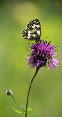 Butterfly sitting on a flower on a summer meadow.