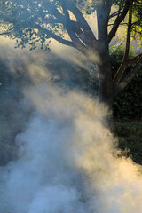 Fototapeta na wymiar Smoke produced by the burning of pruning remains