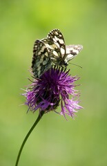 Butterfly sitting on a flower on a summer meadow.