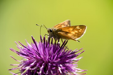 Butterfly sitting on a flower on a summer meadow.