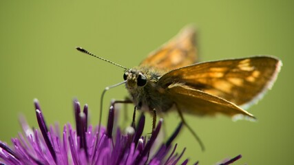 Butterfly sitting on a flower on a summer meadow.