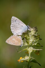 Two butterflies during mating and reproduction.