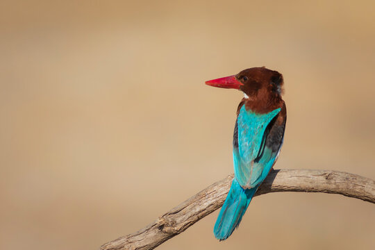 Colorful Bird White Throated Kingfisher. Yellow Nature Background. 