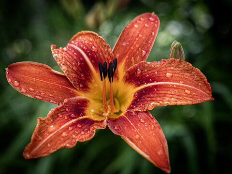 Orange day-lily (Hemerocallis fulva) blooing after rain