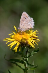 Obraz na płótnie Canvas Butterfly sitting on a flower on a summer meadow.