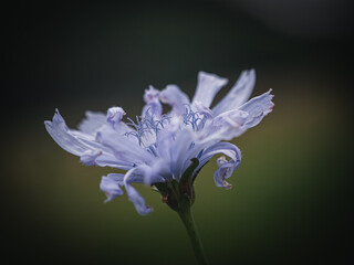 Common chicory (Cichorium intybus) blooming