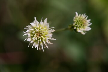 Clover plant on green field background.