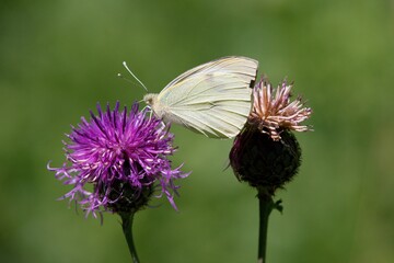 Butterfly sitting on a flower on a summer meadow.