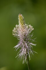 Medicinal plant Plantago on green background.	
