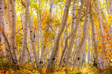 Back lit Aspen trees in rural Colorado during autumn time.