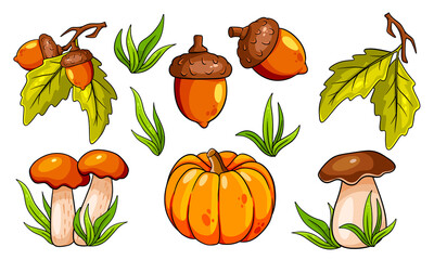 Autumn set. Mushrooms, pumpkin, acorns, grass, oak leaves.