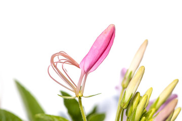 Close up shot of pink flower bud on white background