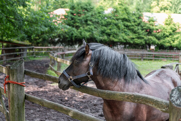 Stallion of polish Konik horse, seen in profile, standing in a paddock in  horse breeding in Florianka, Zwierzyniec, Roztocze, Poland. Agriculture machinery in the foreground
