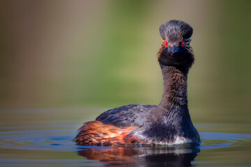 Swimming grebe. Yellow green water background. Bird: Black necked Grebe. Podiceps nigricollis.