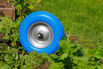 the blue wheel in the garden 
