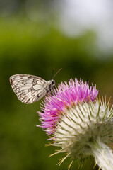 Marbled white butterfly on purple thistle