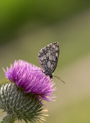 White black butterfly on purple flower with green background