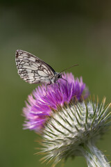 Black white butterfly macro on thistle