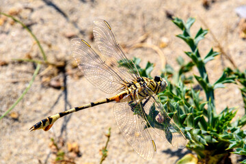 libellula 06 - libellula gialla e nera
