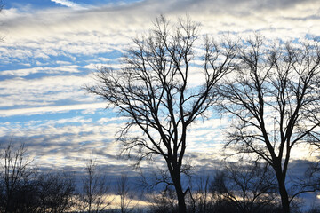 Leafless Trees After Sunset
