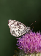Marbled white butterfly macro on pink thistle detailed
