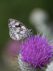 black white butterfly on violet plant white green bokeh