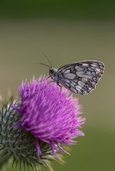 Black white butterfly in summer light on purple thistle