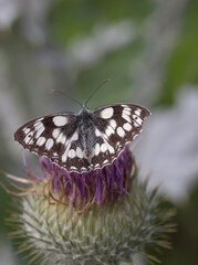 Male marbled white butterfly open wings on thistle macro
