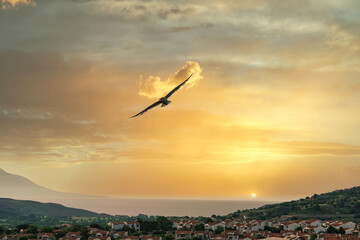 A seagull flying in the evening clouds over the Aegean island, Imbrosi Gokceada