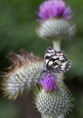 Marbled white butterfly close up feeding on thistle with plants in background