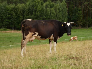 Black and white dairy cow with open mouth, Pomorskie province, Poland