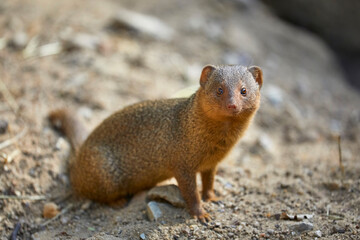 Cute mongooses in the zoo.