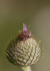 Brown shield bug on thistle close up