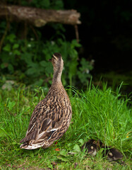 duck in the grass