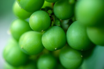 Green unripe grapes on a branch in the garden. Close-up