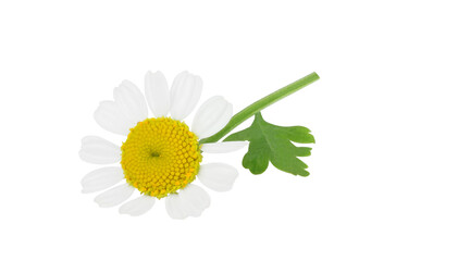 Chamomile isolated on a white background