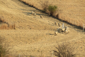 A view from behind of a herd of beige sheep walking in a dry light brown grass field surrounded by grass landscapes 