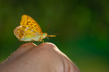 Butterfly sitting on a human hand, trust © Paweł Kacperek