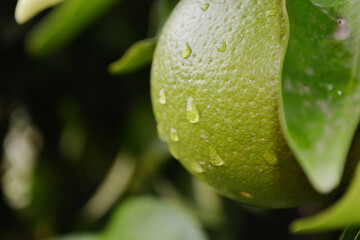 Closeup shot of waterdrops on lime skin